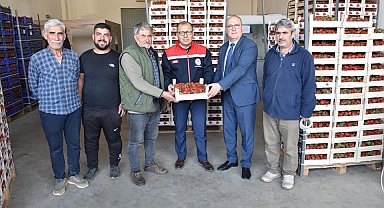 Aydın'da 12,5 bin ton taze çilek yurtdışına ihraç ediliyor
