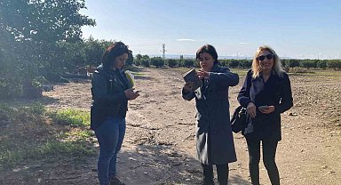 Aydın'da narenciye bahçeleri tuzaklandı