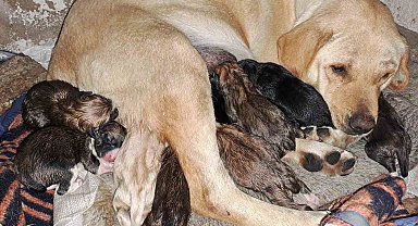 Aydın'da sokak köpeği bir batında 12 yavru doğurdu