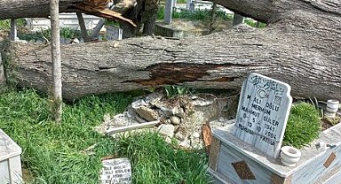 Bakımsızlıktan yıkılan ağaçlar mezarlara zarar verdi