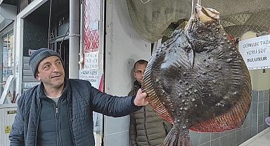 Balıkçı ağına takılan 7 kg ağırlığındaki kalkan balığı 7 bin TL'den anında alıcı bulundu