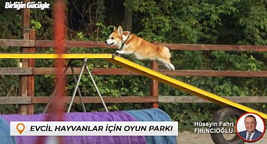 Bartın'da sokak hayvanları için yuva evcil hayvanlar için oyun parkı yapılacak
