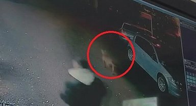 Başıboş köpekler 2 çocuğu ısırdı..