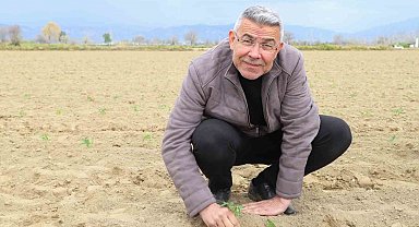 Başkan Güler, tarım işçileriyle domates fidesi dikti