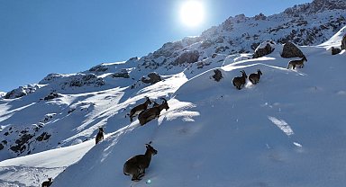 Bayburt'ta karlı arazide dağ keçileri görüntülendi
