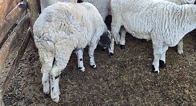 Beldeye adını veren Karayaka koyunu tescillendi