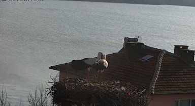 Belgesellere konu olan Yaren'in ardından eşi Nazlı da balıkçı Adem Amca'nın yanına geldi