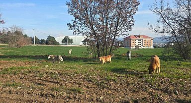 Bilecik'te vatandaşlar sürü halindeki köpeklerden tedirgin
