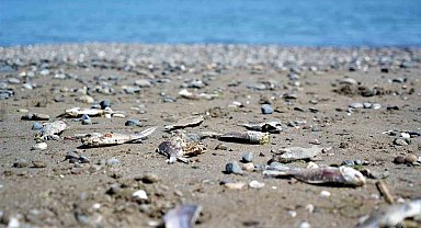 Binlerce İsrail sazanı Karadeniz kıyılarına vurdu
