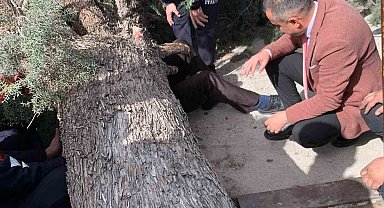 Burdur'da üzerine ağaç devrilen belediye başkan adayı ve oğlu ağır yaralandı