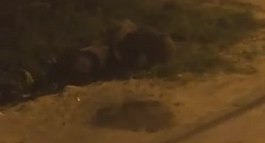 Bursa'da domuz sürüsü şehir merkezine indi