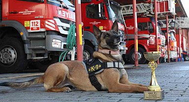 Büyükşehir'in arama kurtarma köpeği ödül aldı