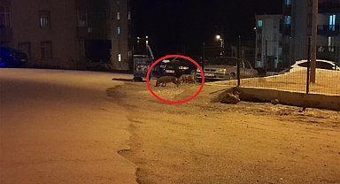 Çakallar şehre indi