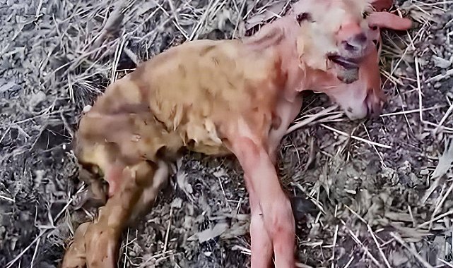Çift kafalı doğdu, görenleri hayrete düşürdü