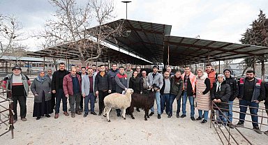 Denizli'de 321 çiftçiye 600 adet damızlık koç ve teke hibe desteği başladı