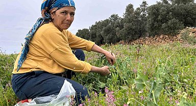 Deprem bölgesinde alternatif ürün olarak üretilen bezelyede hasat başladı