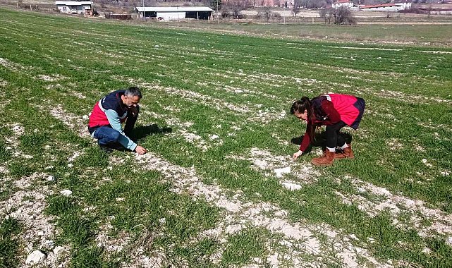 Domaniç'te hububat ekili tarlalarda fenolojik gözlem, hastalık ve zararlı kontrolü