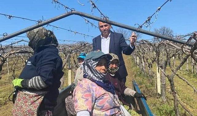 Dünyaca ünlü üzümün yetiştirildiği bağlarda hummalı çalışma
