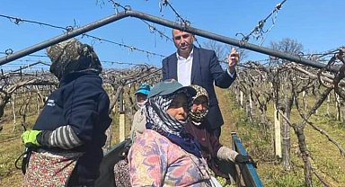 Dünyaca ünlü üzümün yetiştirildiği bağlarda hummalı çalışma