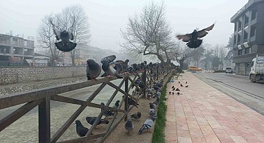 Düzce'de sis etkili oluyor, göz gözü görmüyor
