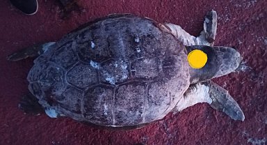 EKODOSD'tan 'denizlerin asıl sahipleri' için duyarlılık çağrısı
