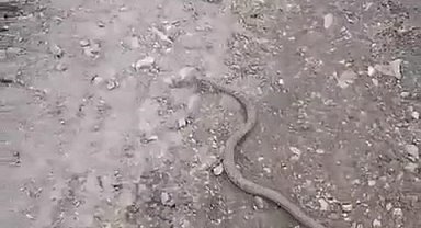 Elazığ'da vatandaşın yılanla diyaloğu gülümsetti