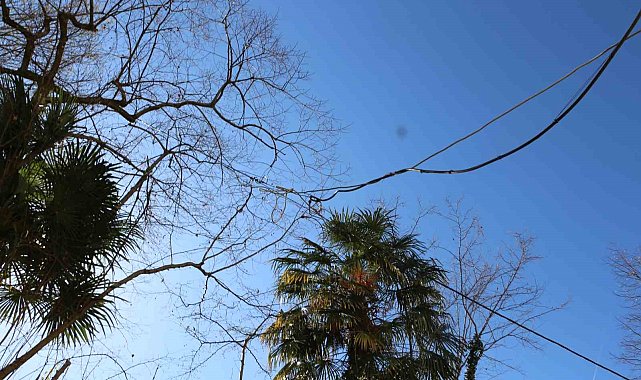 Elektrik direği gitti, 'elektrik ağacı' geldi