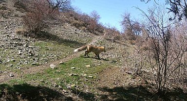 Erzincan'da yaban hayatı fotokapanlara yansıdı