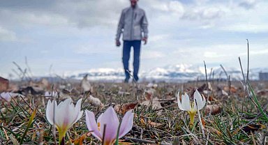 Erzurum'da baharın müjdecisi çiğdemler açtı