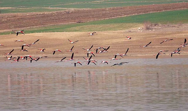Flamingo akını bozkırı renklendirdi