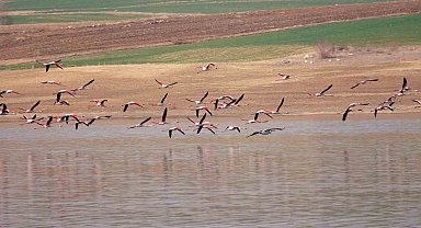 Flamingo akını bozkırı renklendirdi