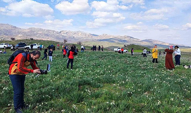 Gegrer'deki doğal nergis tarlasına ziyaretçi akını