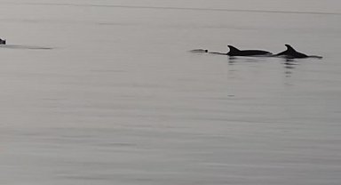 Gemlik'te yunuslar görsel şölen oluşturdu