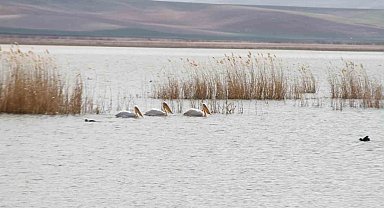 Göç eden pelikanlar Ankara'ya misafir oldu