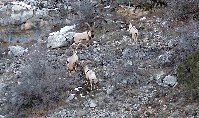 Gümüşhane'de yaban keçileri ve ayılar dronla görüntülendi