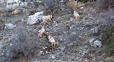 Gümüşhane'de yaban keçileri ve ayılar dronla görüntülendi