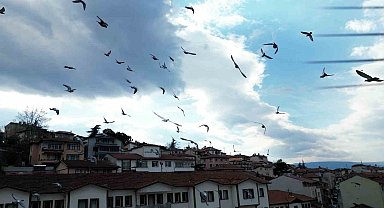 Güvercin drona çarptı