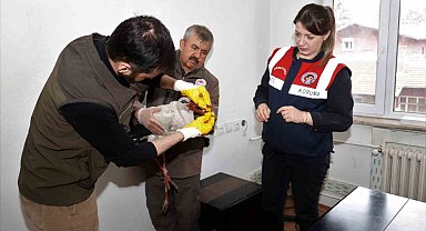Isparta'da bulunan yaralı leylek ekipler tarafından kurtarıldı