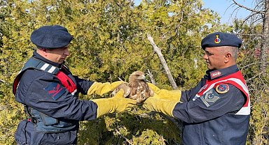 Jandarma tarafından bulunan kartal koruma altına alındı