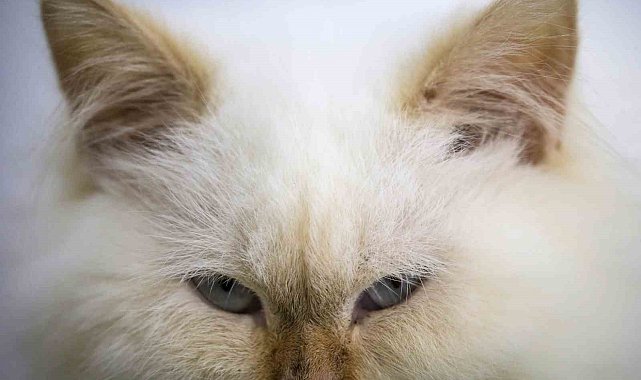 Japonya'da zehirli krom tankına düşen kedi aranıyor