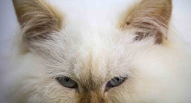 Japonya'da zehirli krom tankına düşen kedi aranıyor