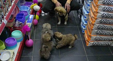 Kaçırılıp 500 TL'ye satıldı, yavrularına kavuştu