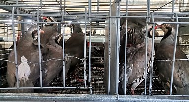 Kahramanmaraş'ta 10 bin kınalı keklik üretildi