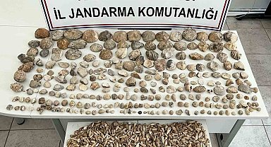 Karaman'da bin 780 adet bitki ve hayvan fosili ele geçirildi