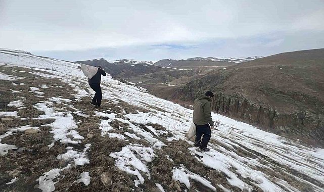 Kars'ta yaban hayvanları için doğaya yem bırakıldı