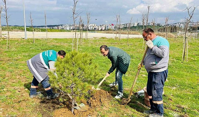 Karşıyaka'dan getirilen 12 yaşındaki fıstık çamı Aliağa'da yaşayacak