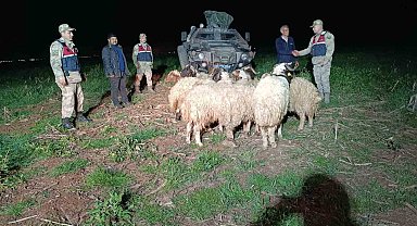 Kaybolan 10 küçükbaşı jandarma buldu