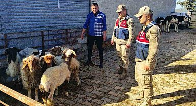 Kaybolan koyunları jandarma buldu