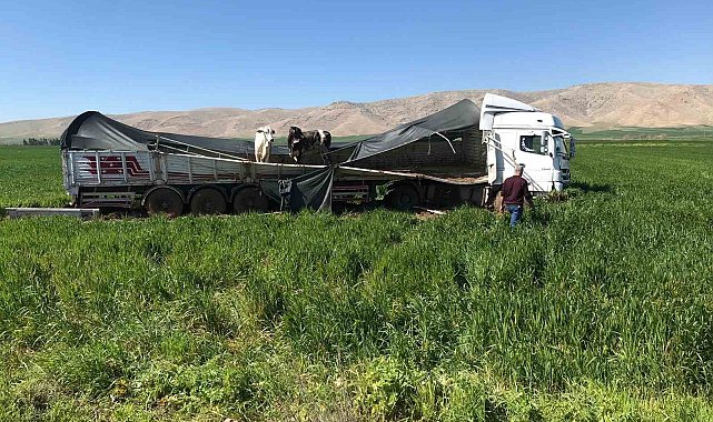 Kaza yapan tırdaki inekler Uluslararası İpekyolu'na indi