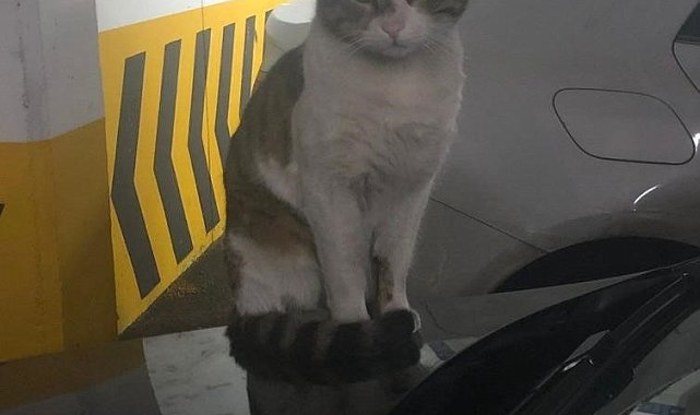 Kedi Eros'u tekmeleyerek öldüren sanık hakkındaki karara başsavcılık itiraz etti